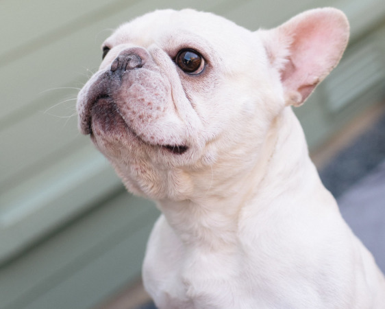 Home - Personality Frenchies